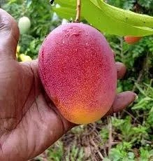Irwin Mango (ઇર્વિન કેરી)